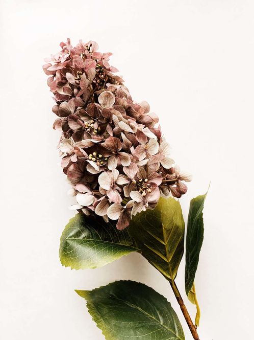 Hovedbilde Syrinhortensia 83 Cm Støvet Lilla